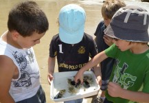 Découverte des petits crustacés sur la plage du Tréport